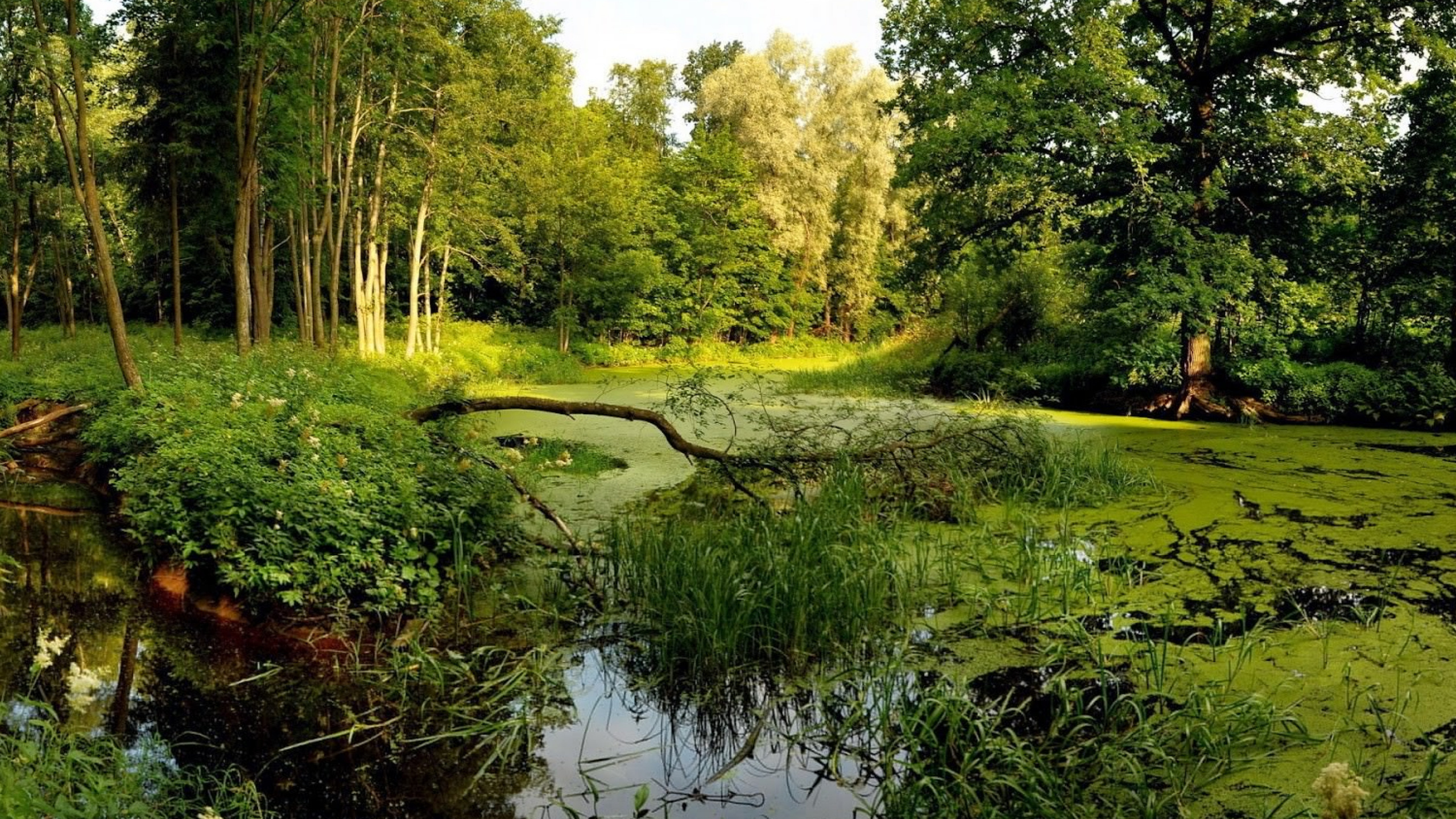 Обои природный ландшафт, природа, окружающая среда, природный заповедник, растительность в разрешении 2560x1440