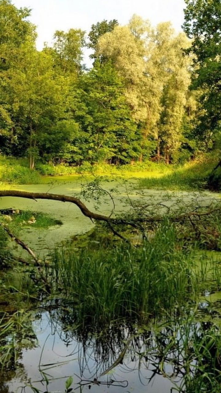 Обои природный ландшафт, природа, окружающая среда, природный заповедник, растительность в разрешении 720x1280