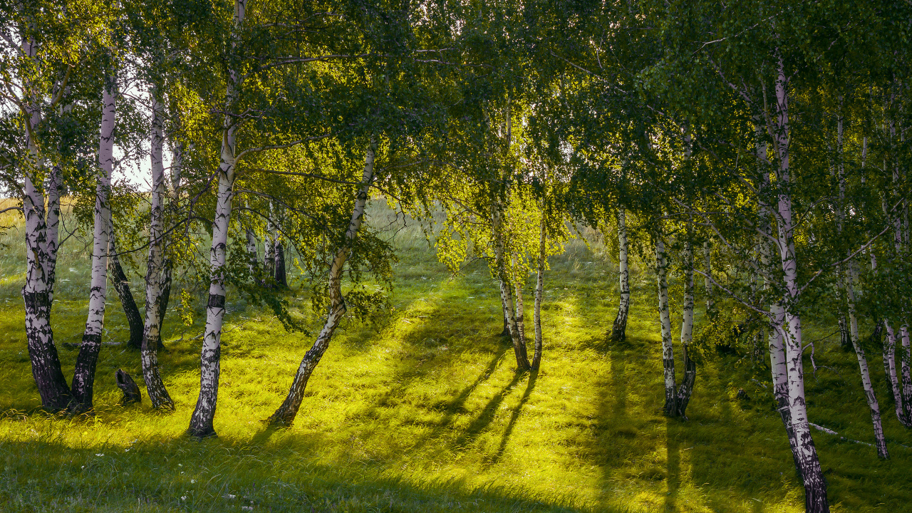 Обои природа, древесные растения, береза, дерево, природный ландшафт в разрешении 1280x720