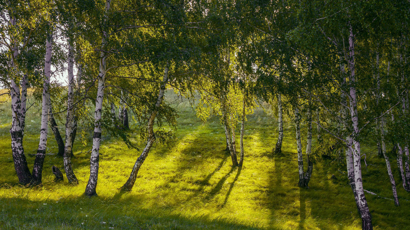 Обои природа, древесные растения, береза, дерево, природный ландшафт в разрешении 1366x768