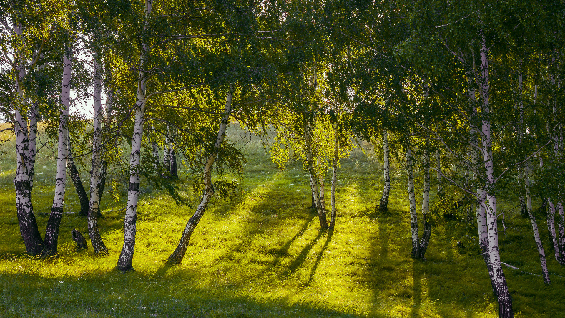 Обои природа, древесные растения, береза, дерево, природный ландшафт в разрешении 1920x1080