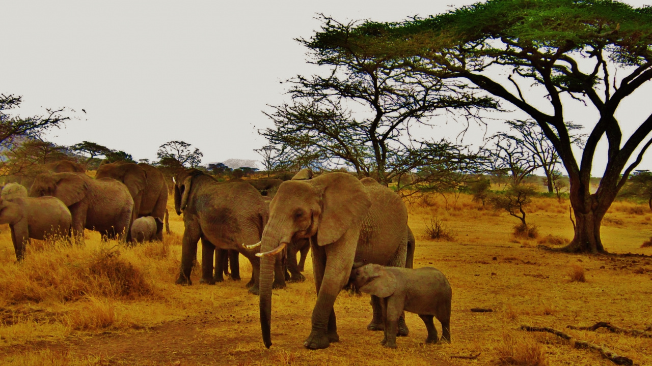 Обои сафари, Слон, живая природа, наземные животные, слоны и мамонты в разрешении 1280x720