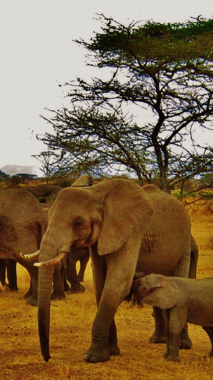 Обои сафари, Слон, живая природа, наземные животные, слоны и мамонты в разрешении 720x1280