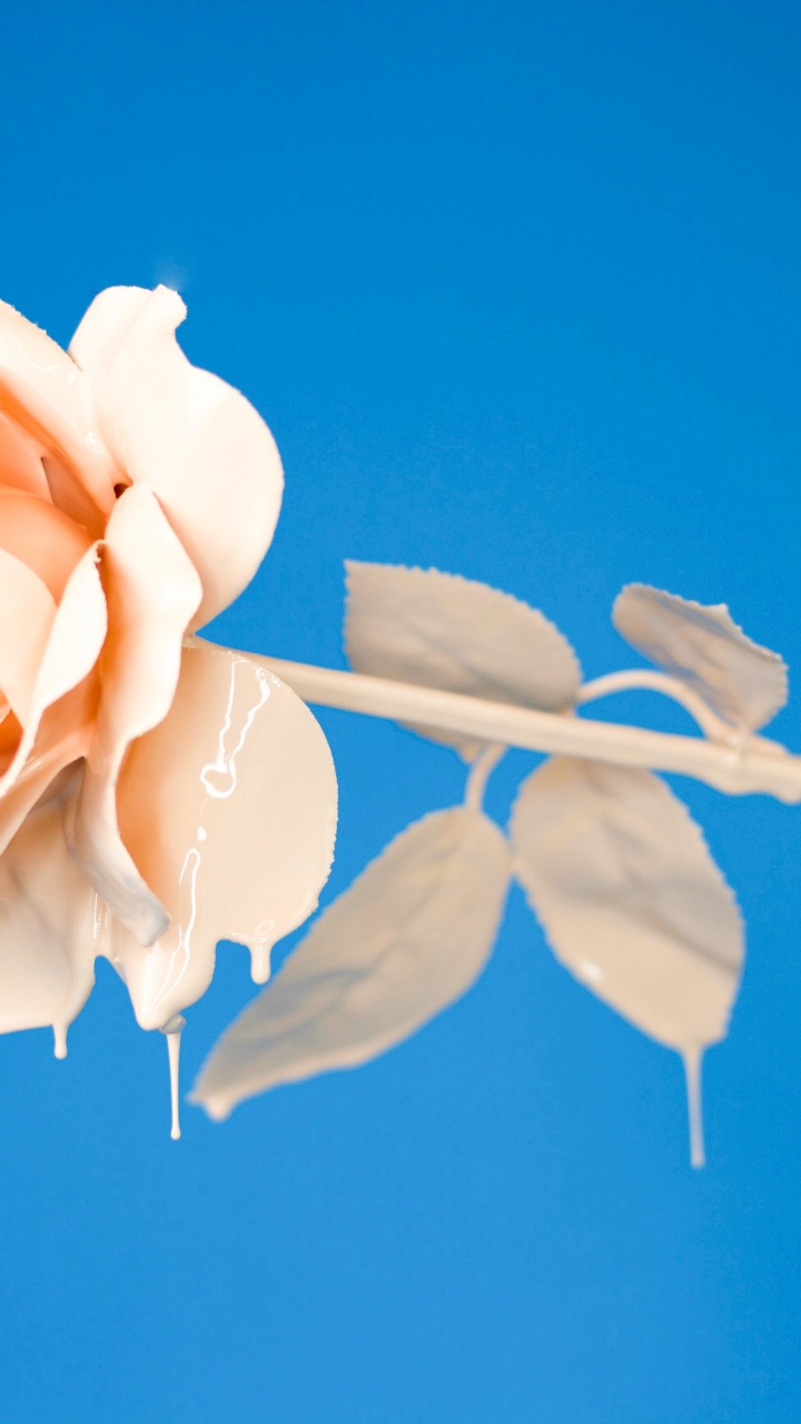 Обои Apple Музыка, музыка, сингл, сад роз, Техническая Воров в разрешении 720x1280