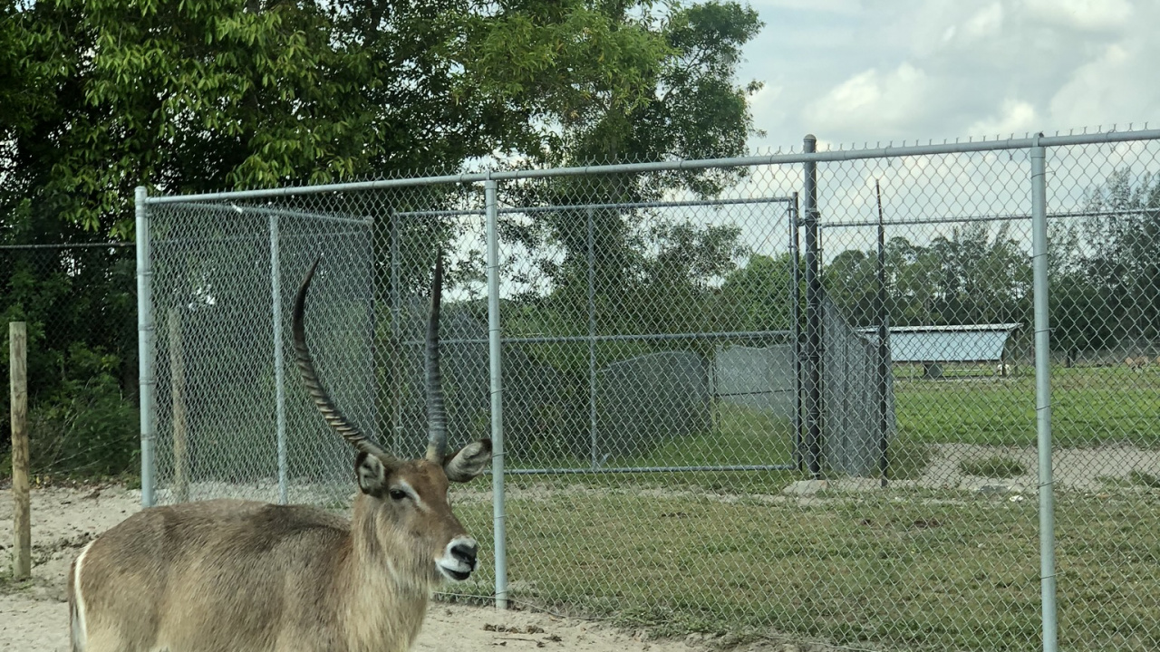 Обои живая природа, белохвостый олень, антилопа, олень, ограждать провода в разрешении 1280x720