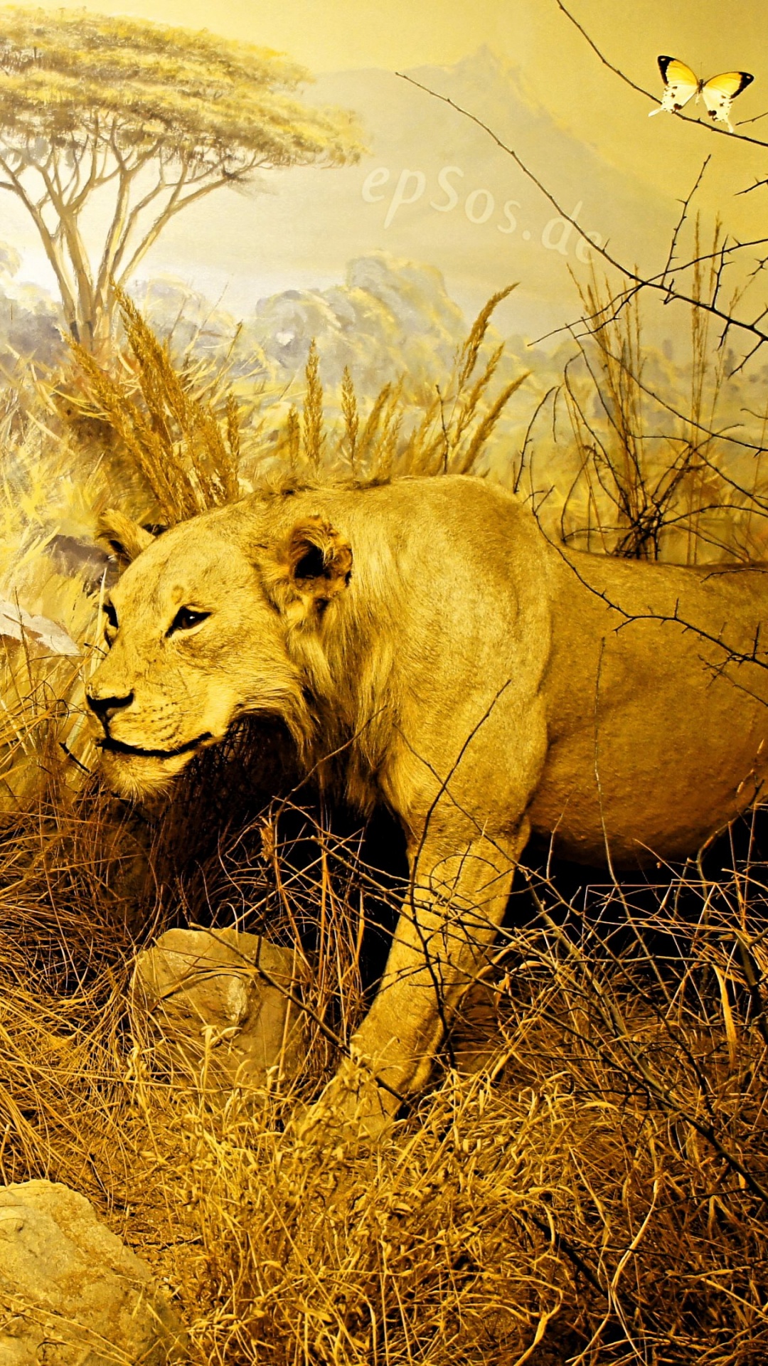 Обои Лев, сафари, живая природа, Саванна, желтый в разрешении 1080x1920