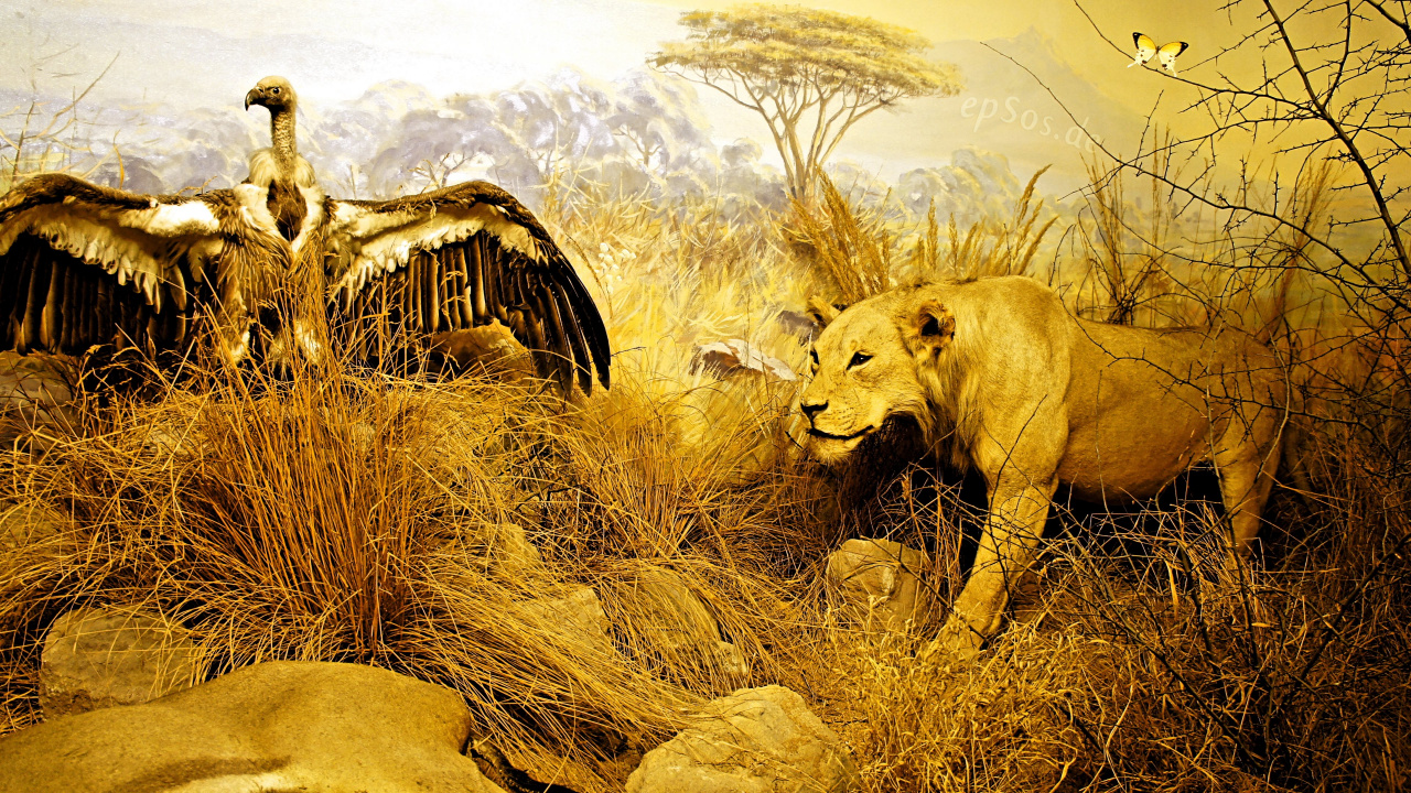 Обои Лев, сафари, живая природа, Саванна, желтый в разрешении 1280x720