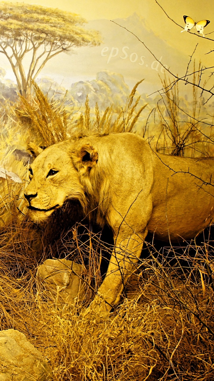 Обои Лев, сафари, живая природа, Саванна, желтый в разрешении 720x1280