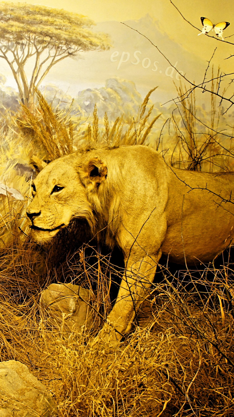 Обои Лев, сафари, живая природа, Саванна, желтый в разрешении 750x1334