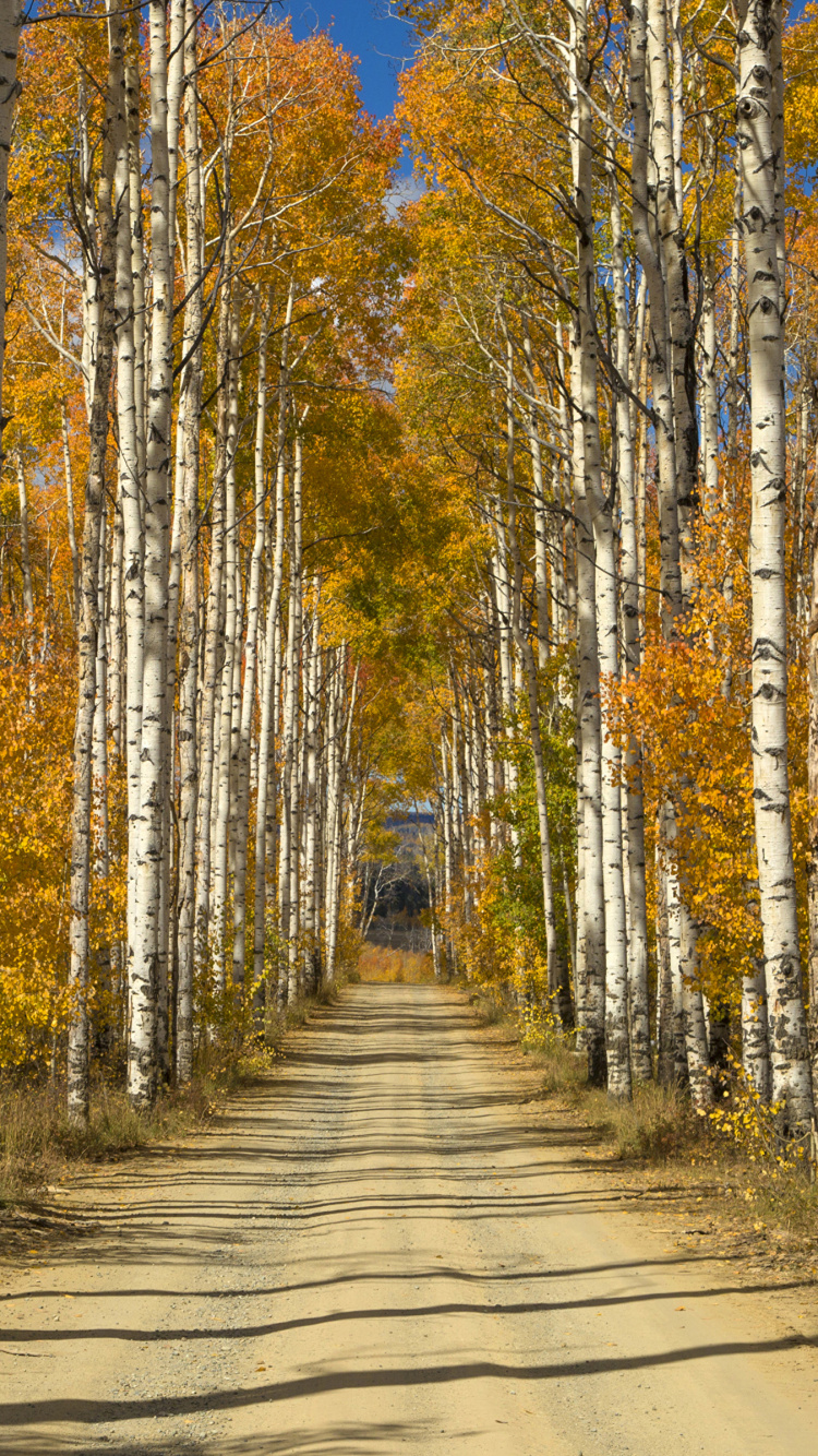 Обои береза, дерево, осень, древесные растения, роща в разрешении 750x1334