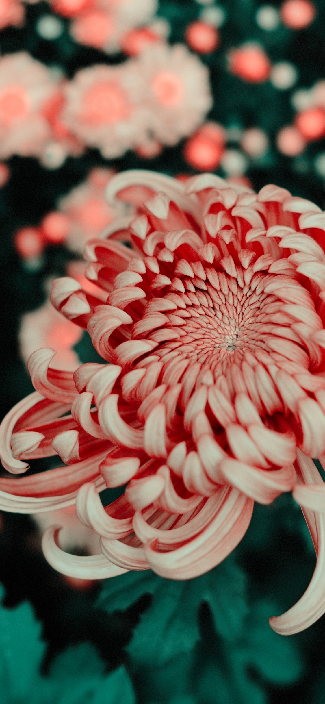 Обои цветок, лепесток, chrysanths, красный цвет, растение в разрешении 1125x2436