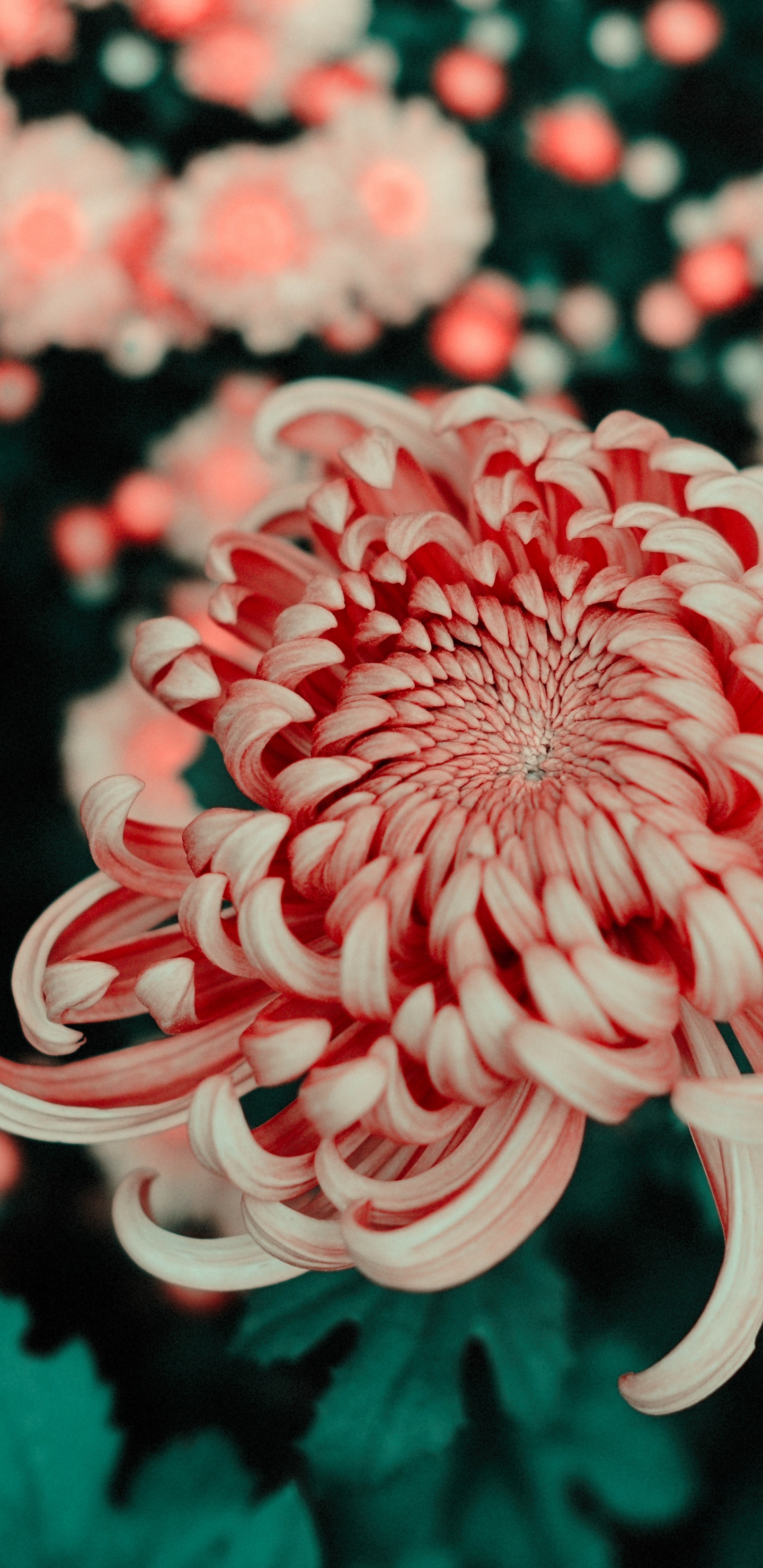 Обои цветок, лепесток, chrysanths, красный цвет, растение в разрешении 1440x2960