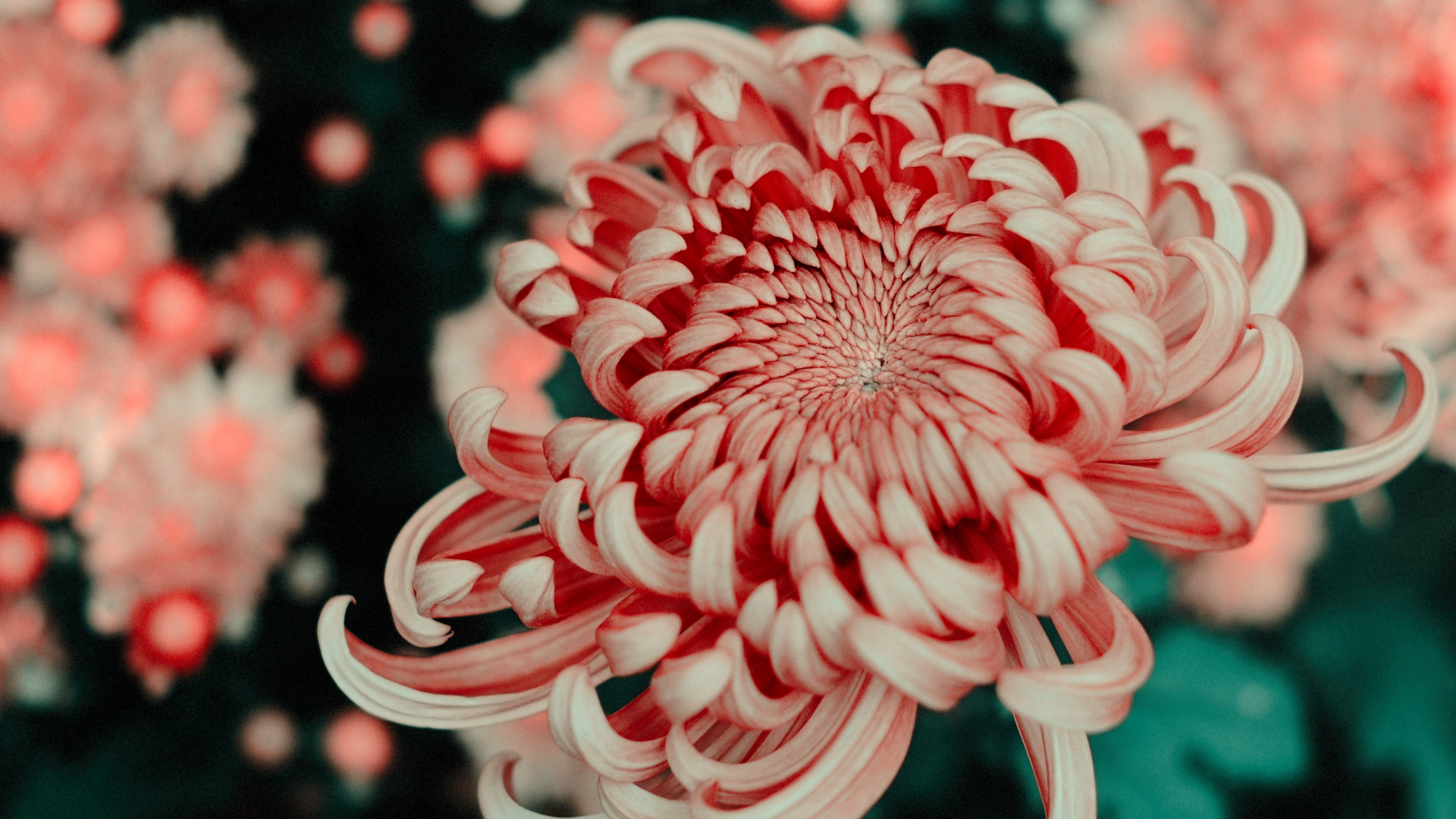 Обои цветок, лепесток, chrysanths, красный цвет, растение в разрешении 1920x1080