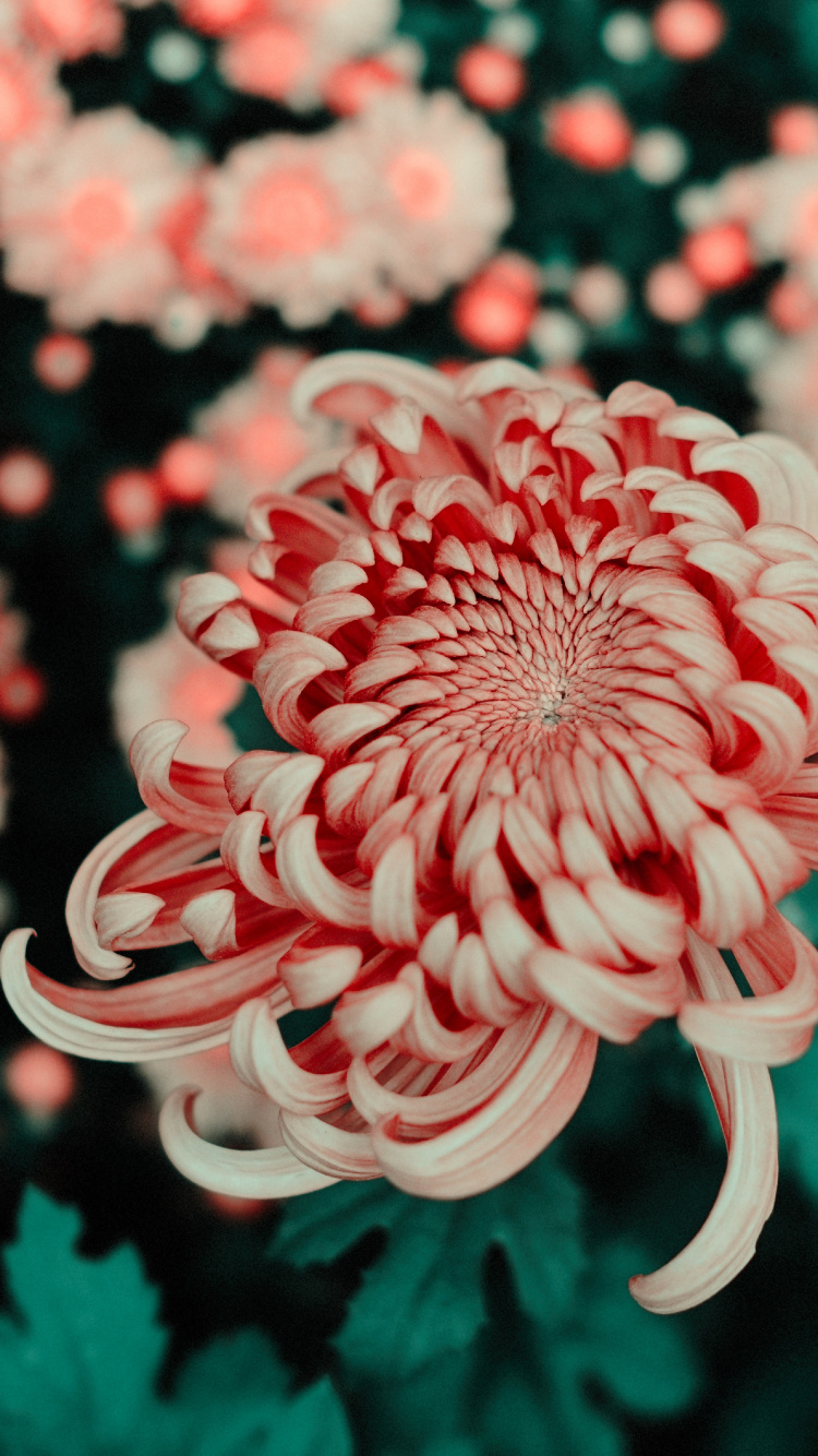 Обои цветок, лепесток, chrysanths, красный цвет, растение в разрешении 750x1334