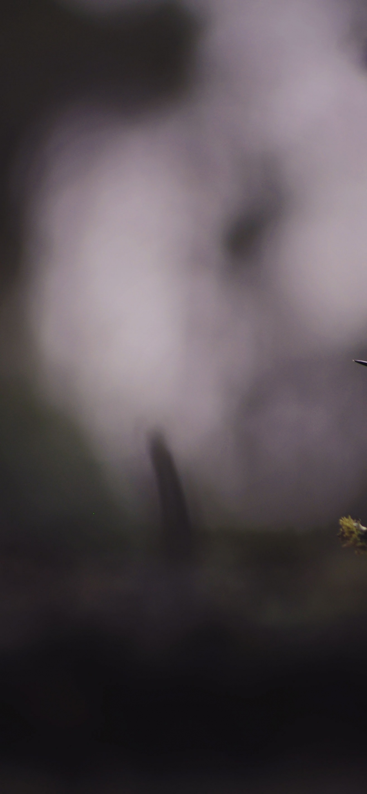 Обои клюв, дятел, Колибри, животное, природа в разрешении 1242x2688