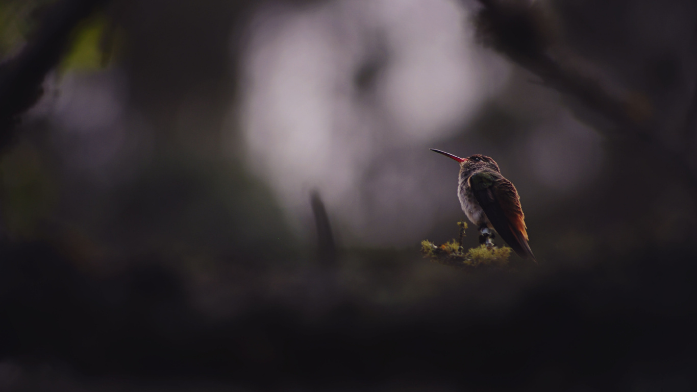 Обои клюв, дятел, Колибри, животное, природа в разрешении 1366x768