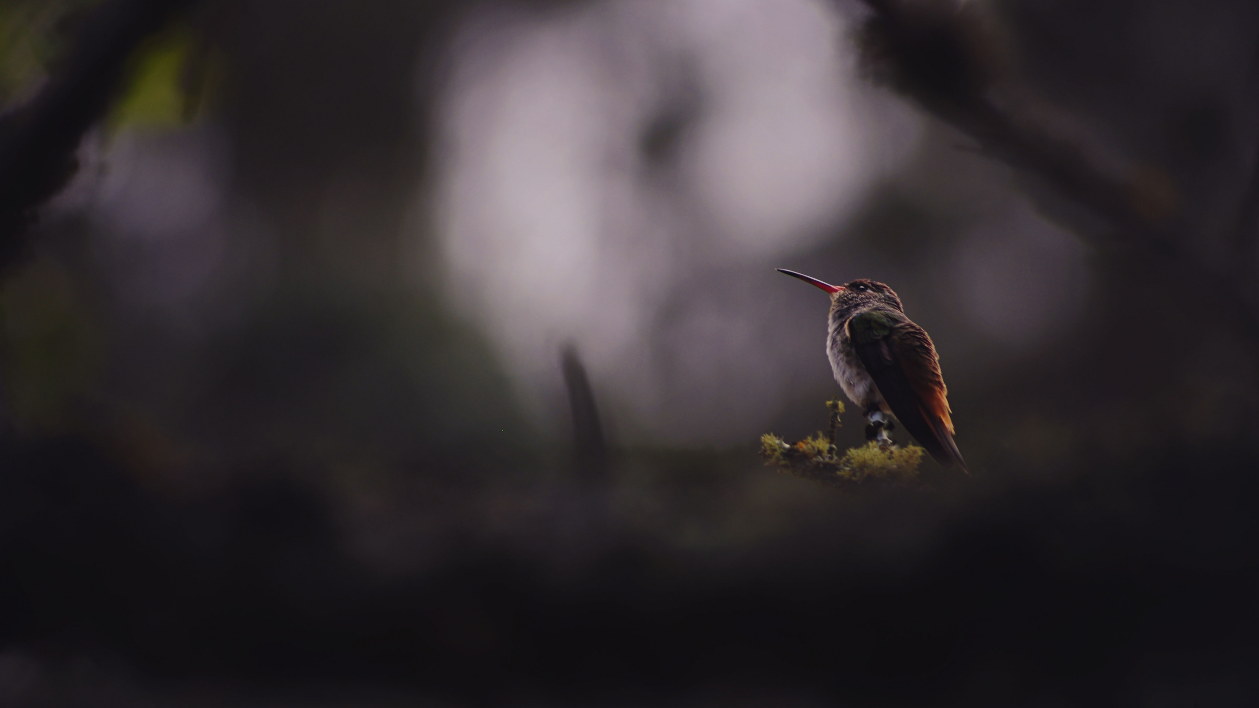 Обои клюв, дятел, Колибри, животное, природа в разрешении 2560x1440