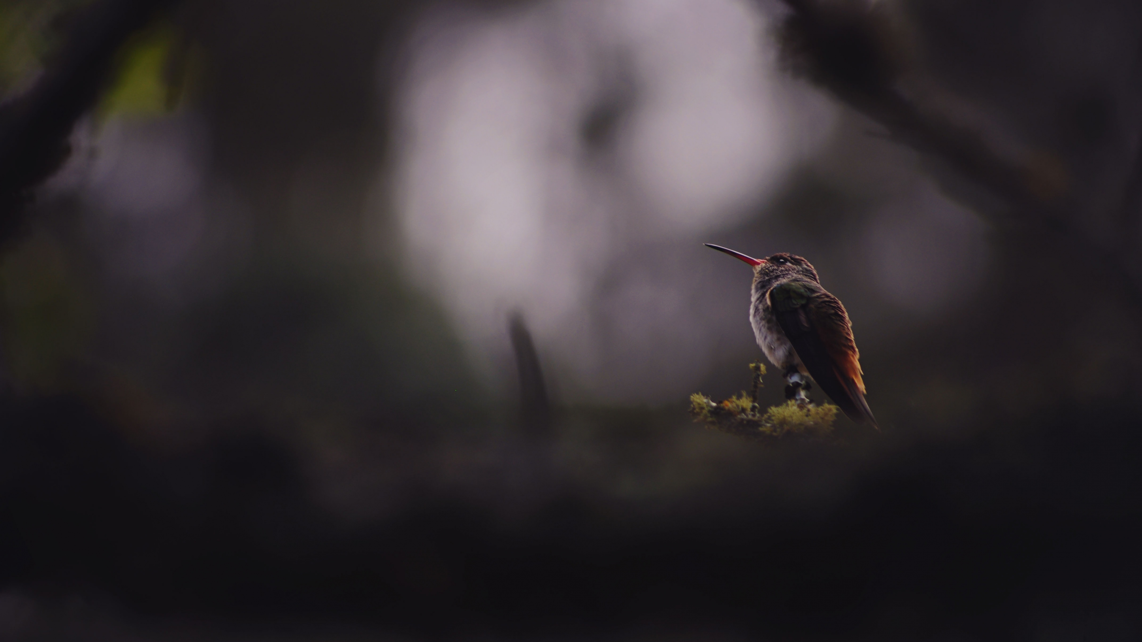 Обои клюв, дятел, Колибри, животное, природа в разрешении 3840x2160