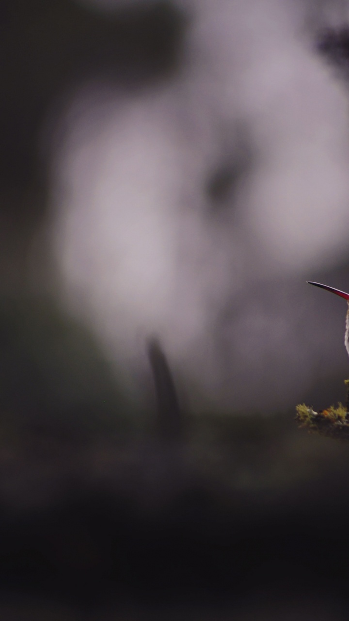 Обои клюв, дятел, Колибри, животное, природа в разрешении 720x1280