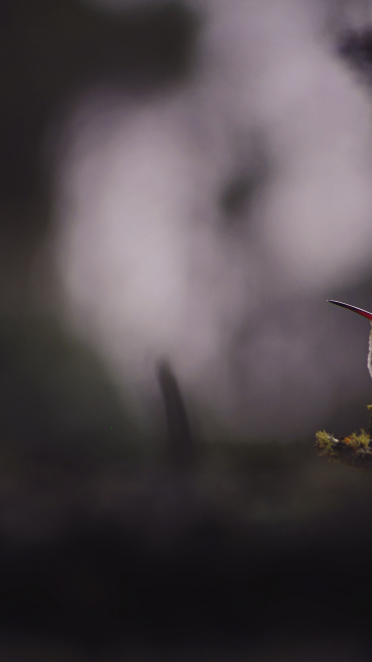 Обои клюв, дятел, Колибри, животное, природа в разрешении 750x1334