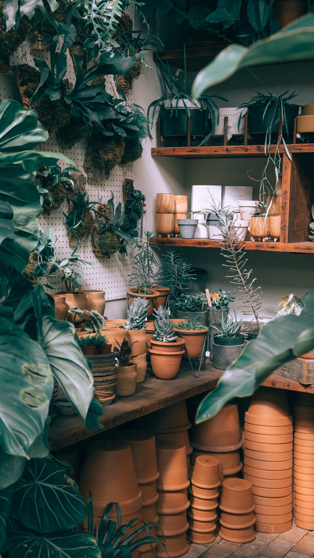 Обои комнатное растение, зеленый, растение, мебель, здание в разрешении 1080x1920