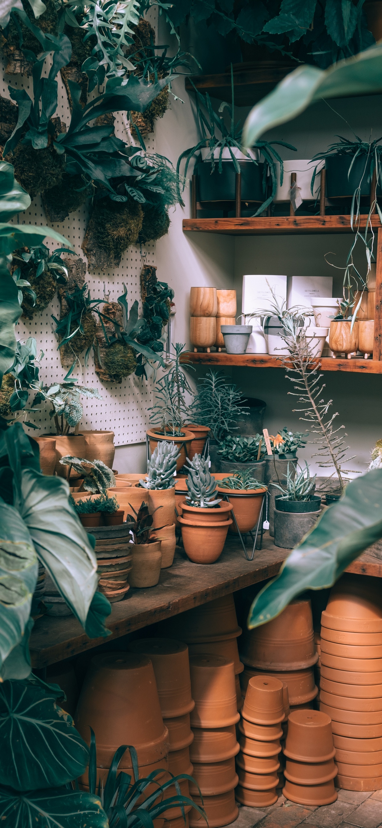 Обои комнатное растение, зеленый, растение, мебель, здание в разрешении 1242x2688