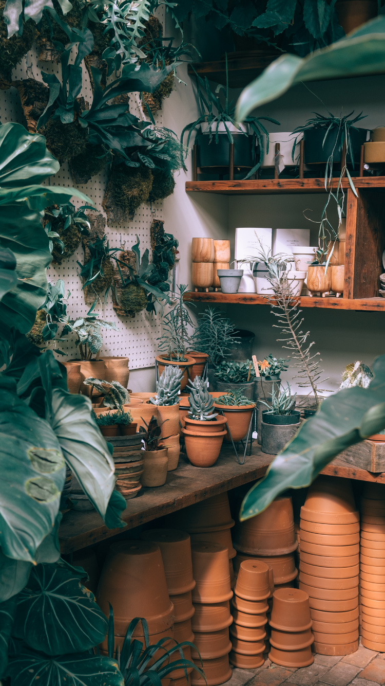 Обои комнатное растение, зеленый, растение, мебель, здание в разрешении 750x1334