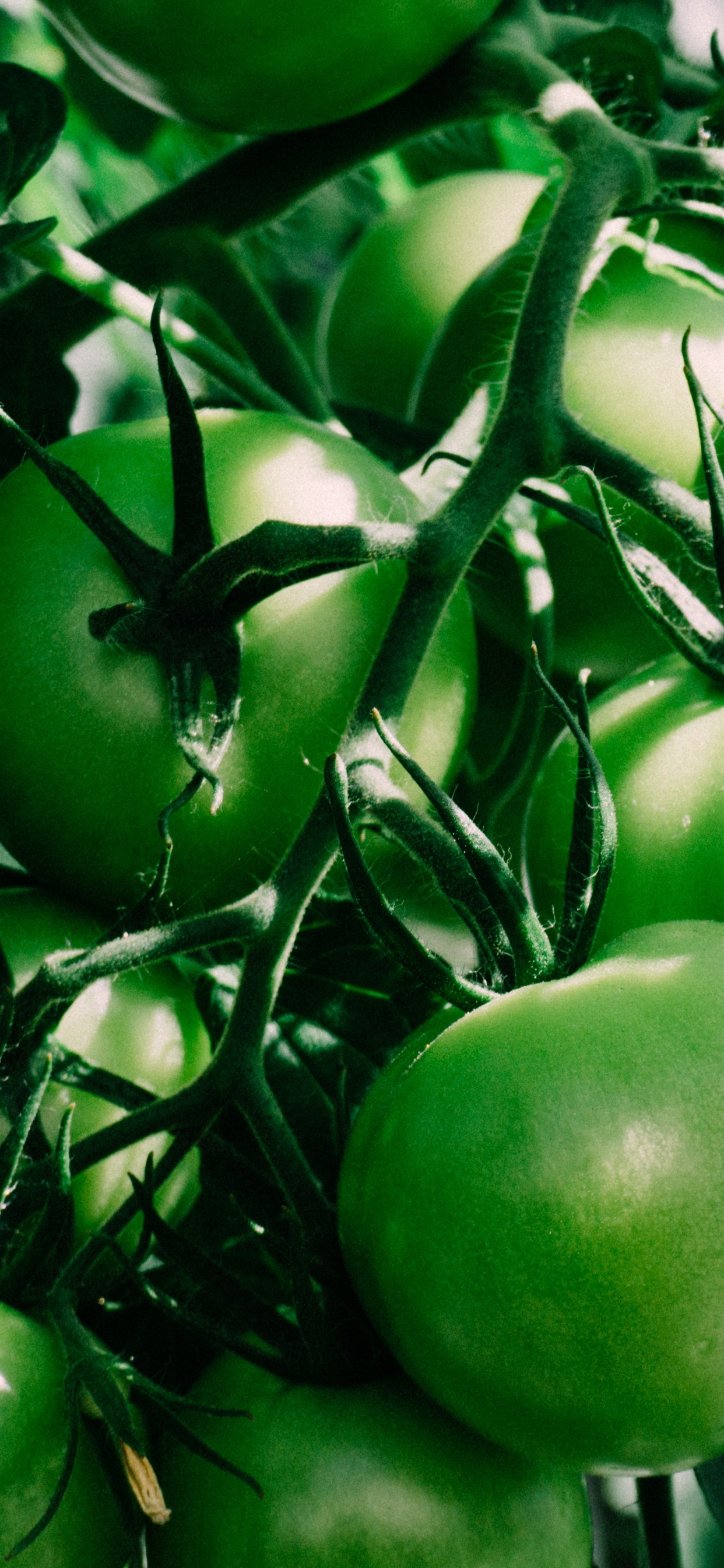 Обои помидор, овощ, зеленый, растение, фрукты в разрешении 1242x2688