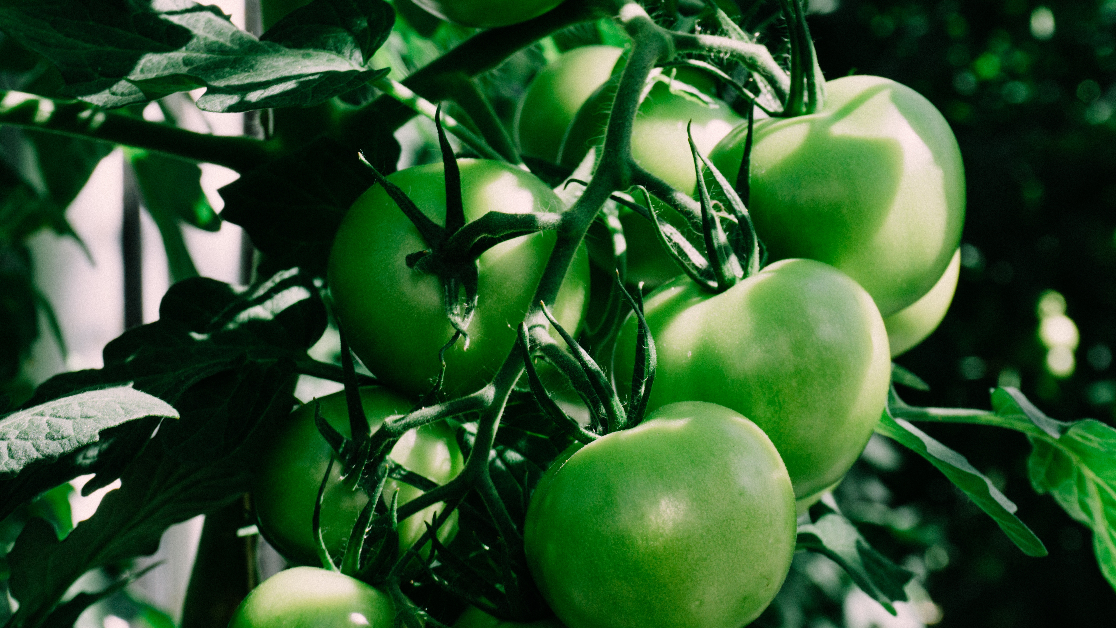Обои помидор, овощ, зеленый, растение, фрукты в разрешении 3840x2160