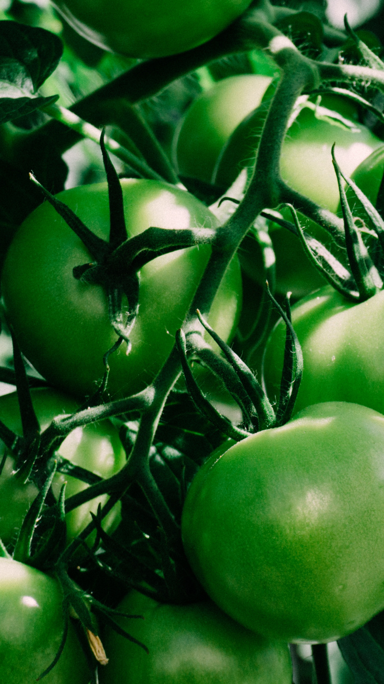 Обои помидор, овощ, зеленый, растение, фрукты в разрешении 750x1334