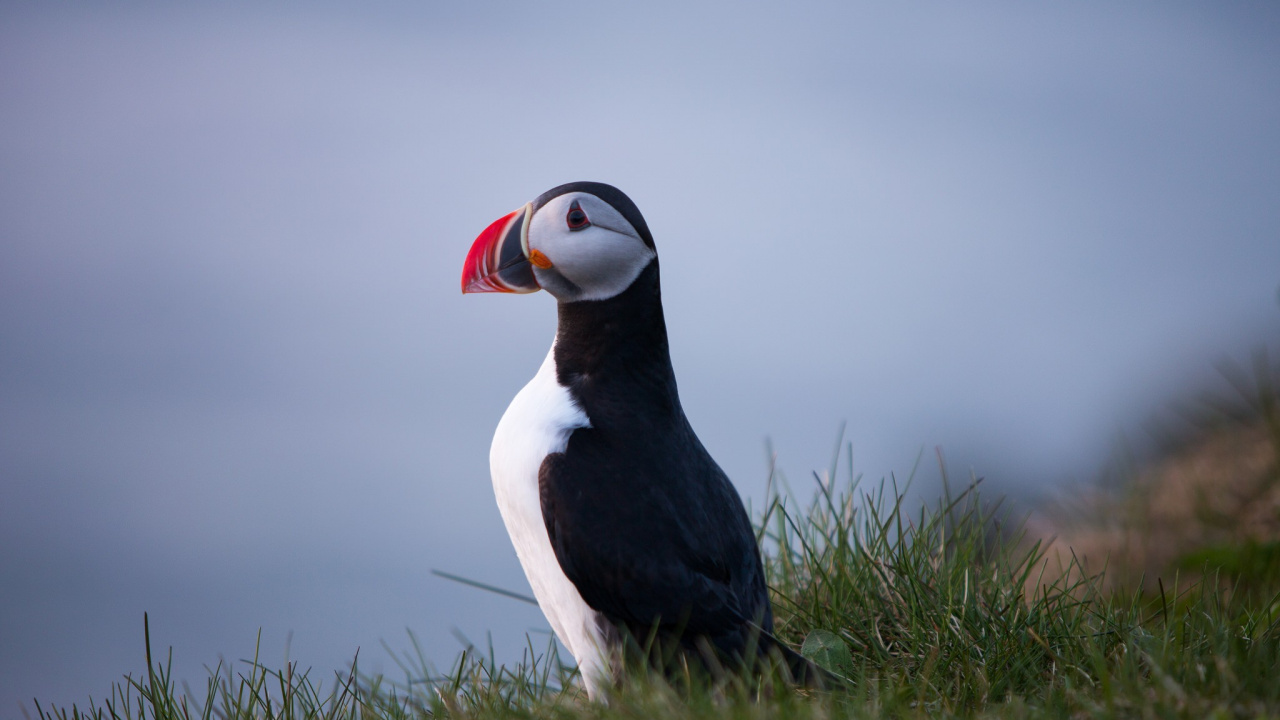 Обои Атлантический Буревестник, тупик, птица, клюв, морская птица в разрешении 1280x720