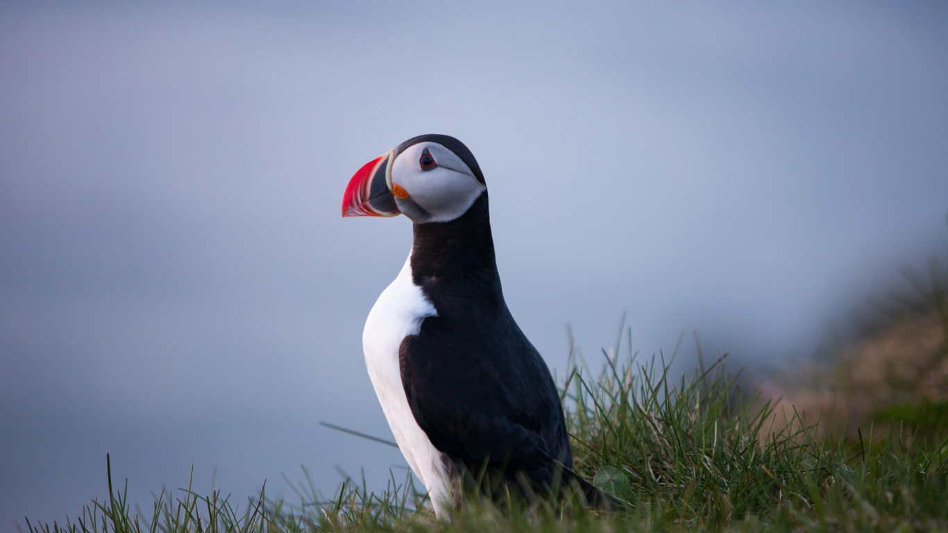 Обои Атлантический Буревестник, тупик, птица, клюв, морская птица в разрешении 1366x768