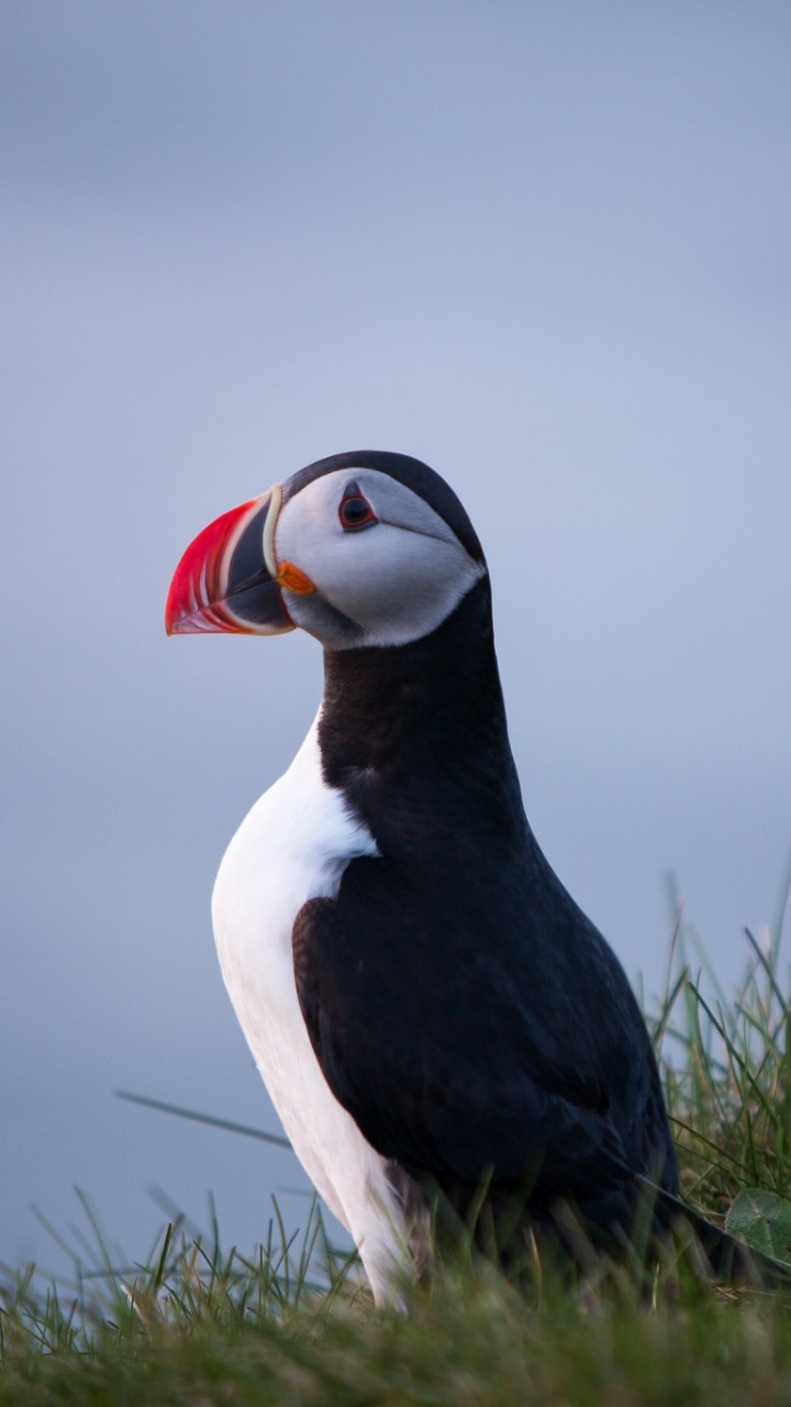 Обои Атлантический Буревестник, тупик, птица, клюв, морская птица в разрешении 720x1280