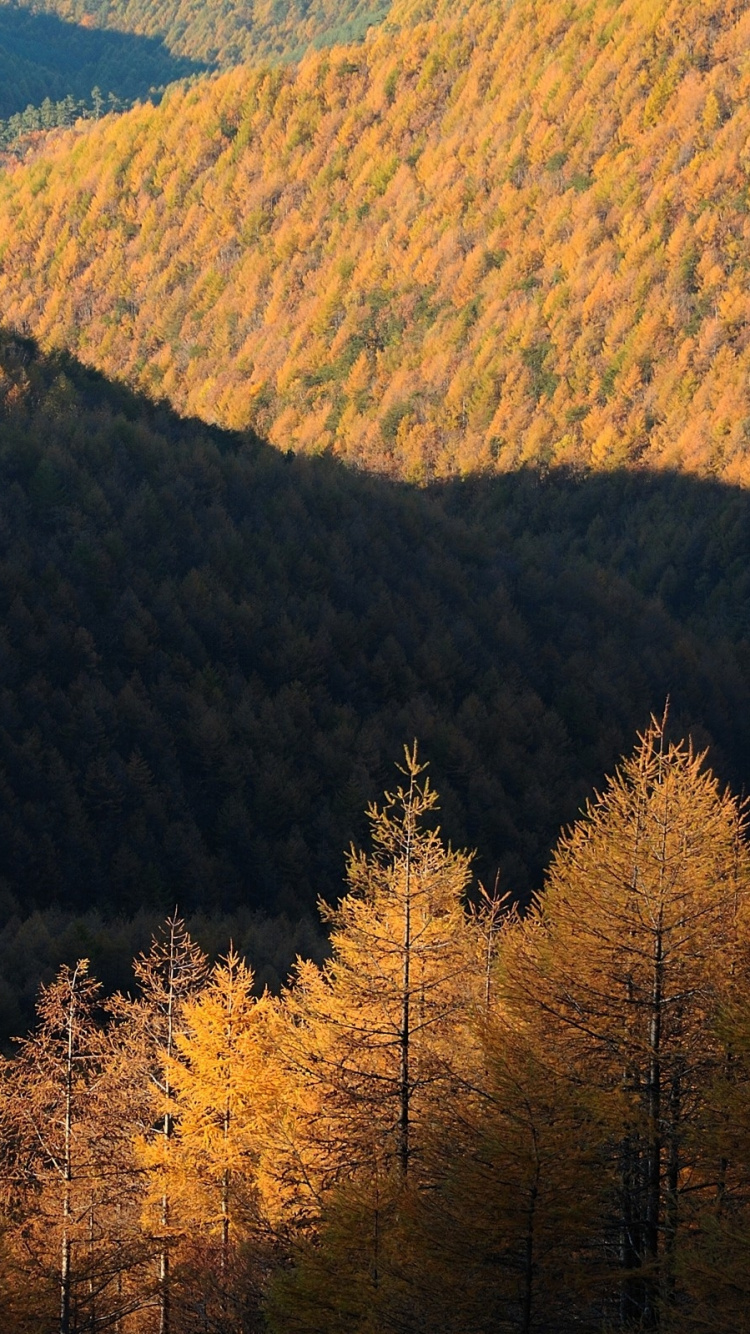 Обои дерево, природа, горный рельеф, дикая местность, лурестан в разрешении 750x1334