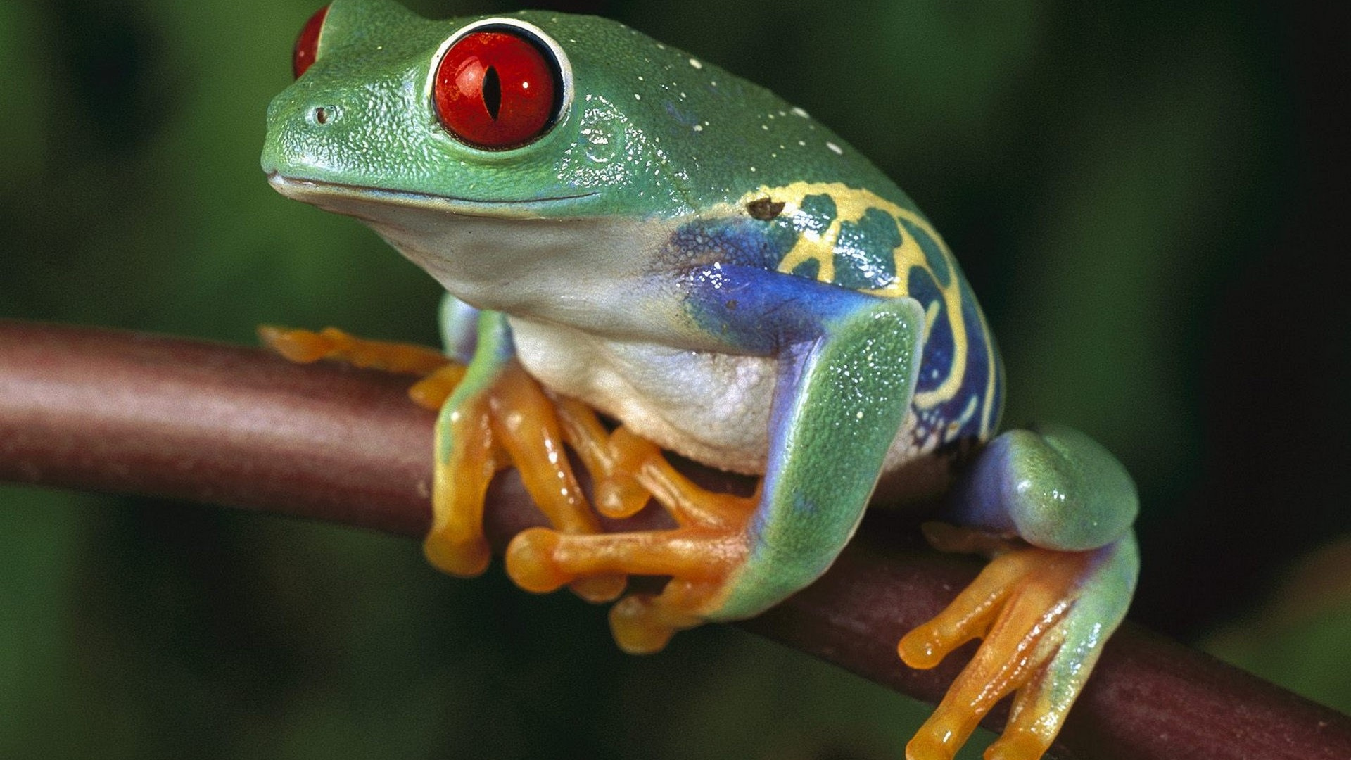 Обои лягушка, земноводное, Красноглазая квакша, наземных животных, макросъемка в разрешении 1920x1080