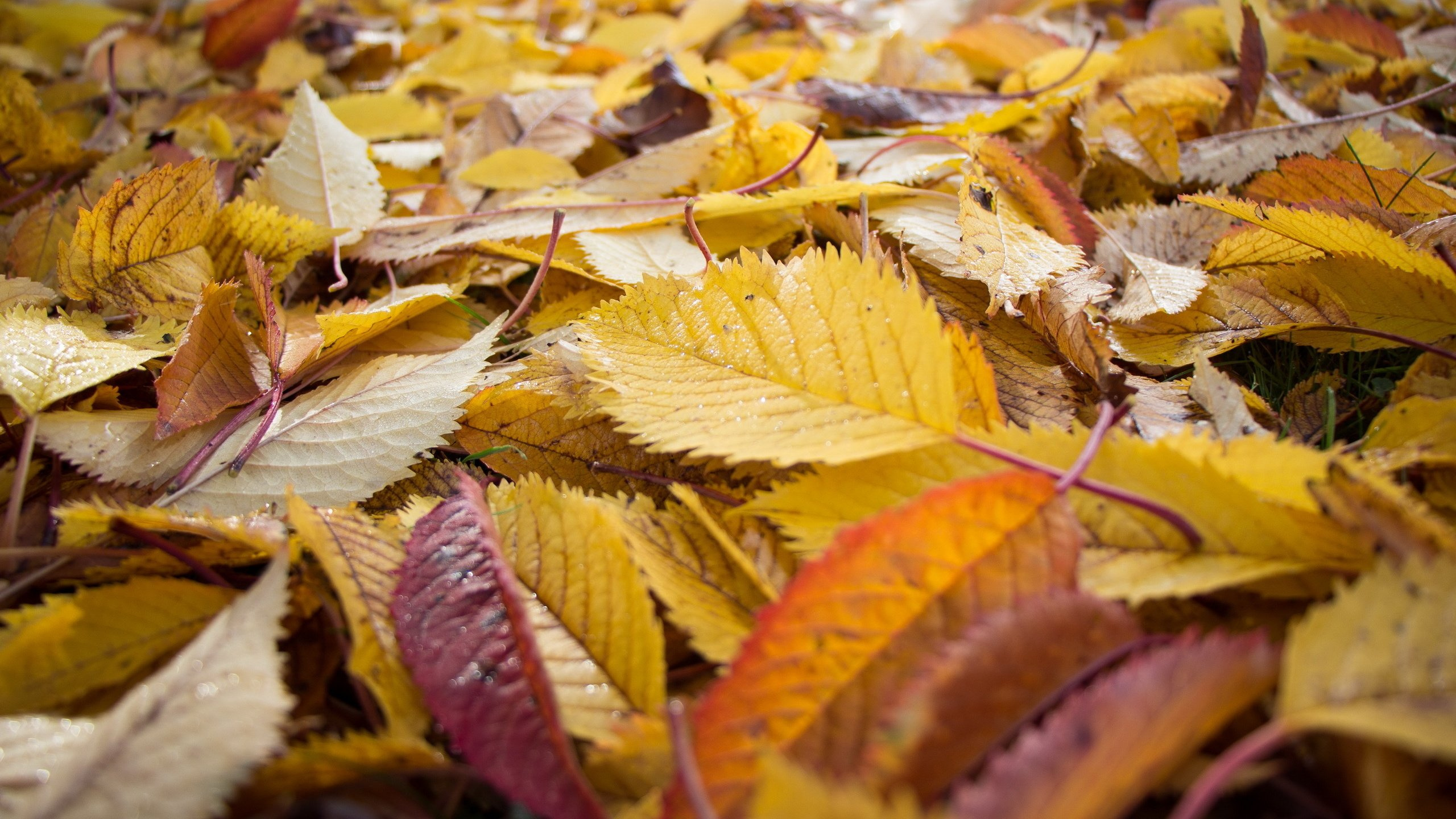 Обои лист, осень, листопадные, желтый в разрешении 2560x1440