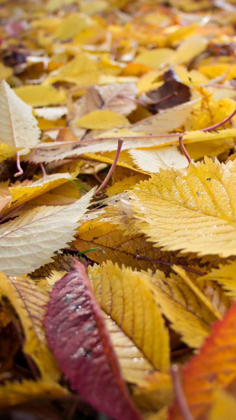 Обои лист, осень, листопадные, желтый в разрешении 750x1334