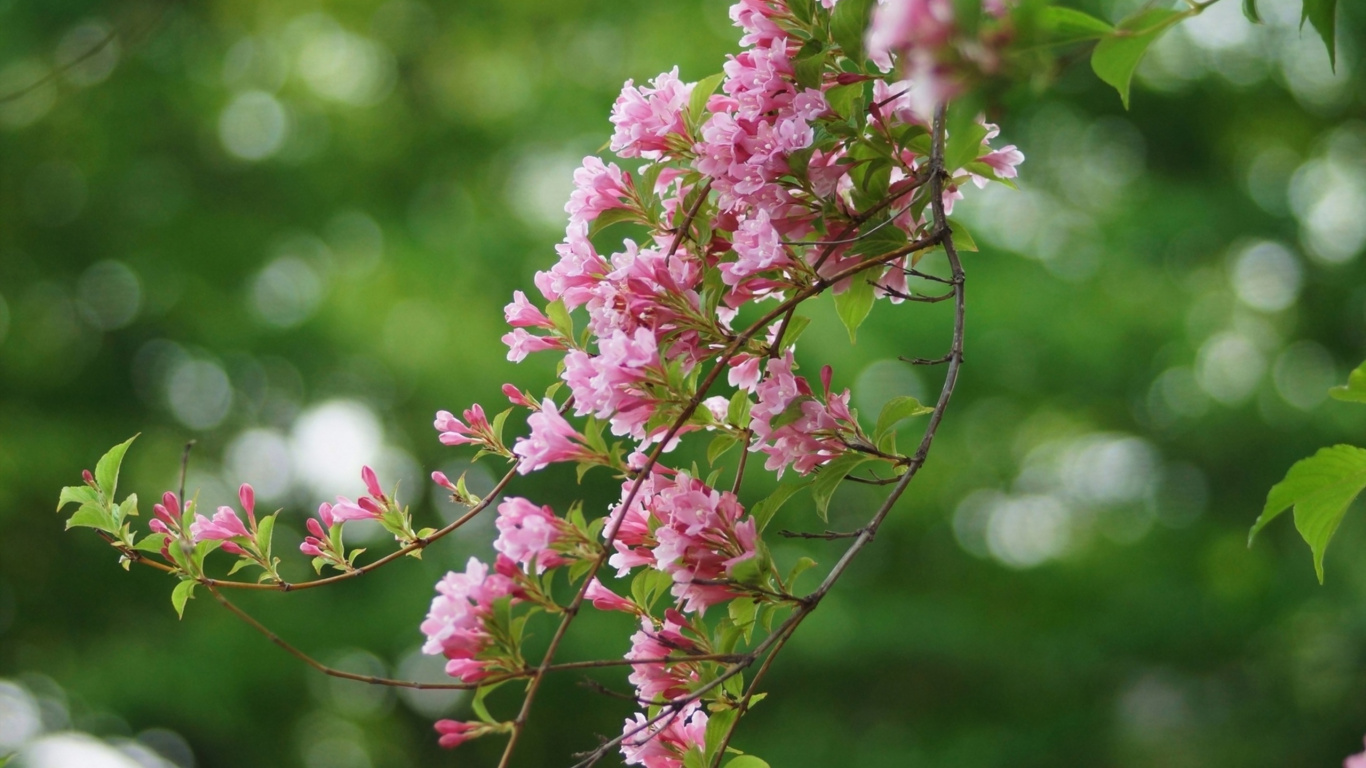 Обои весна, расцвет, цветок, растение, дерево в разрешении 1366x768