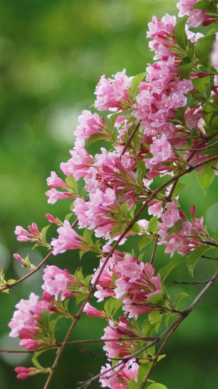 Обои весна, расцвет, цветок, растение, дерево в разрешении 720x1280