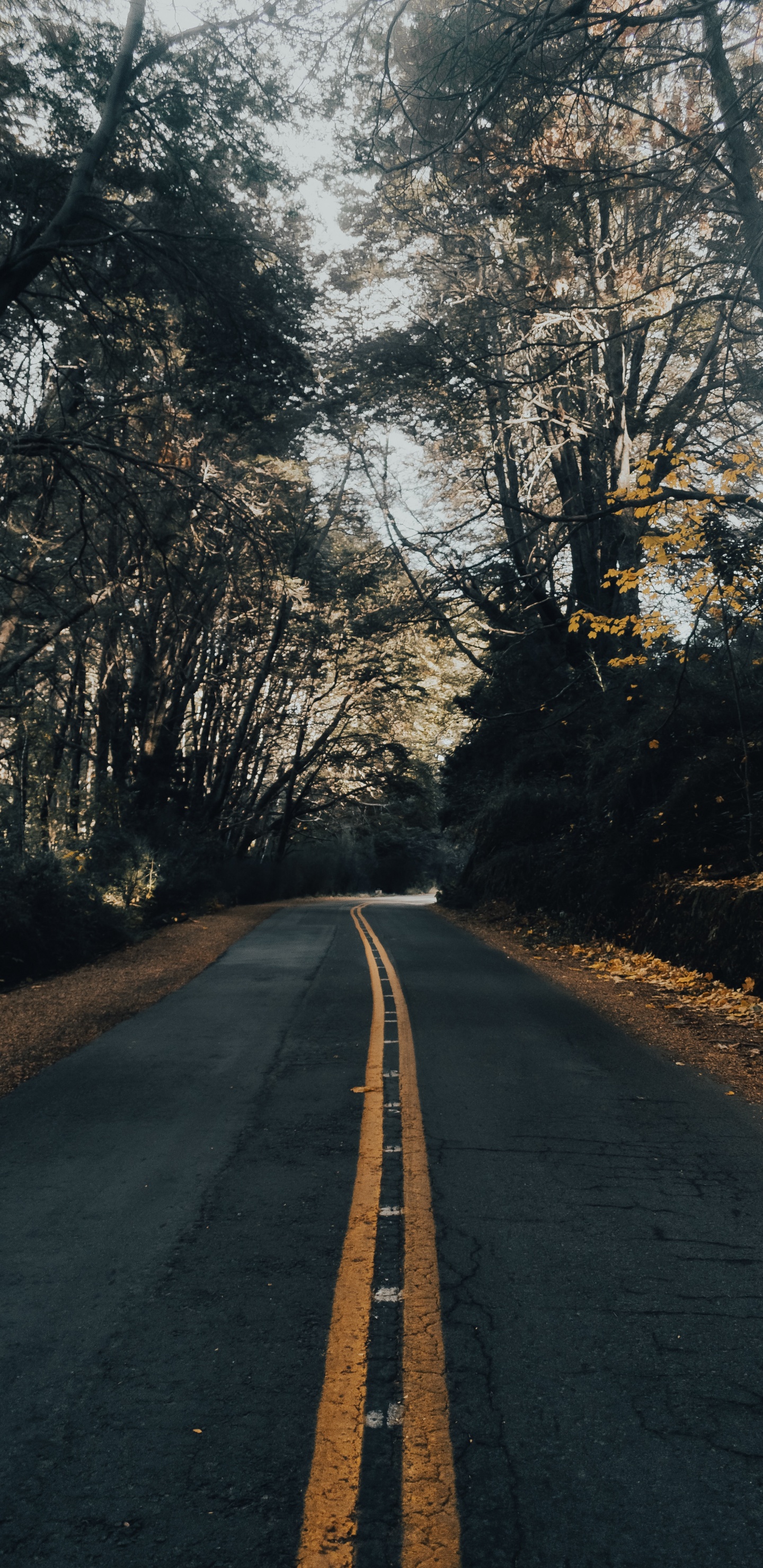 Обои природный ландшафт, инфраструктура, утро, асфальтобетон, асфальт в разрешении 1440x2960