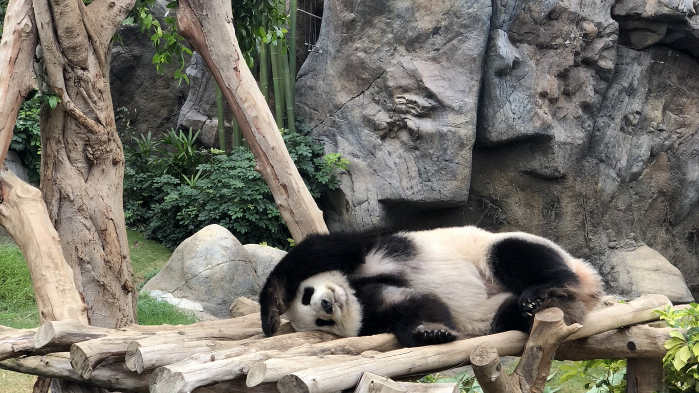 Обои панда, гигантская панда, наземные животные, биология, наука в разрешении 1366x768