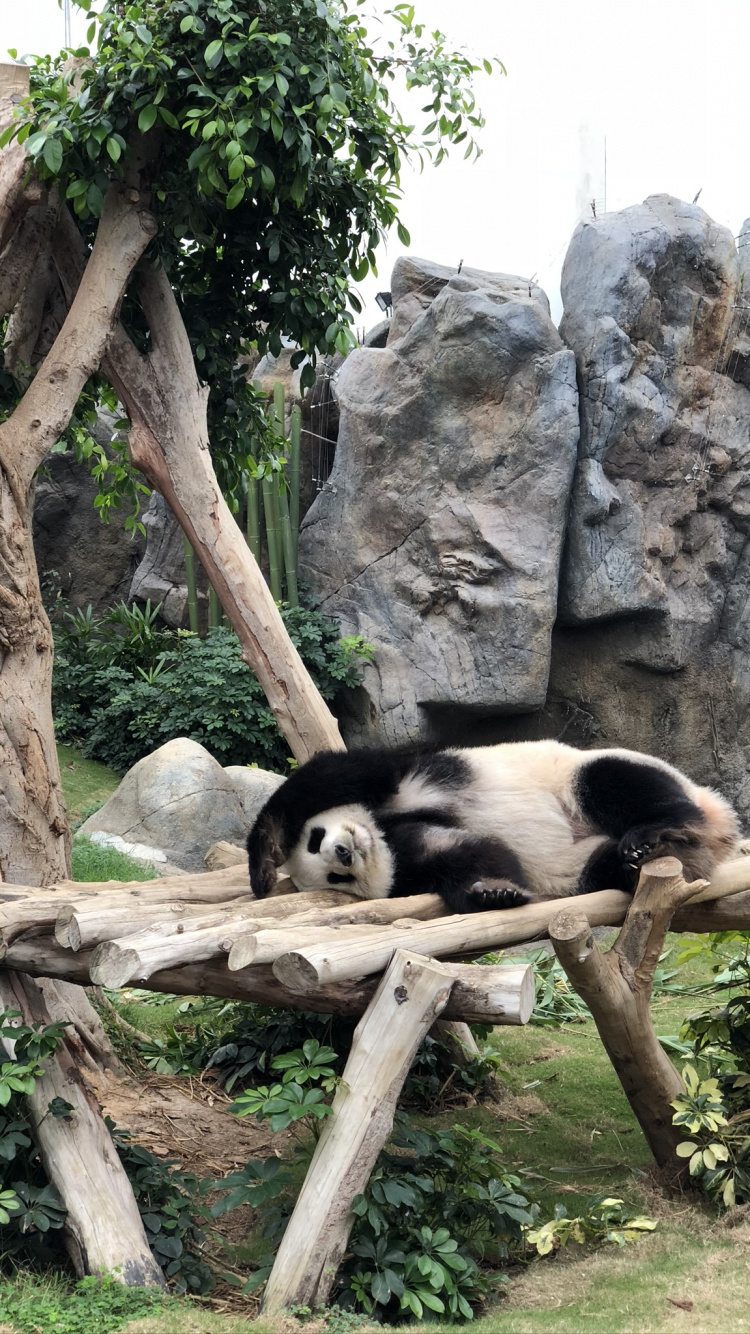 Обои панда, гигантская панда, наземные животные, биология, наука в разрешении 750x1334