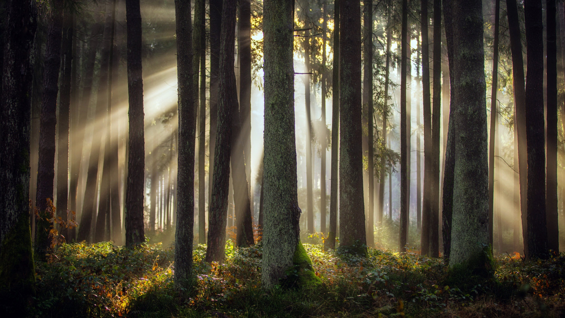 Обои природа, лес, дерево, ель, лесистая местность в разрешении 1920x1080