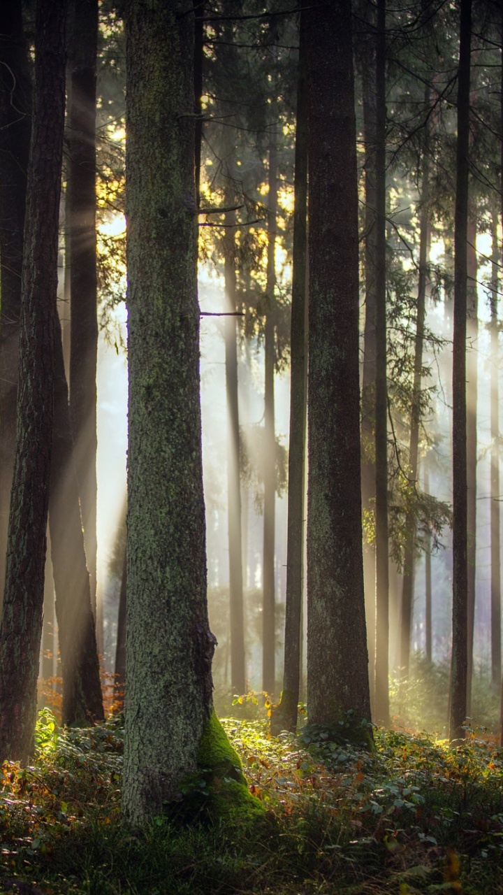 Обои природа, лес, дерево, ель, лесистая местность в разрешении 720x1280