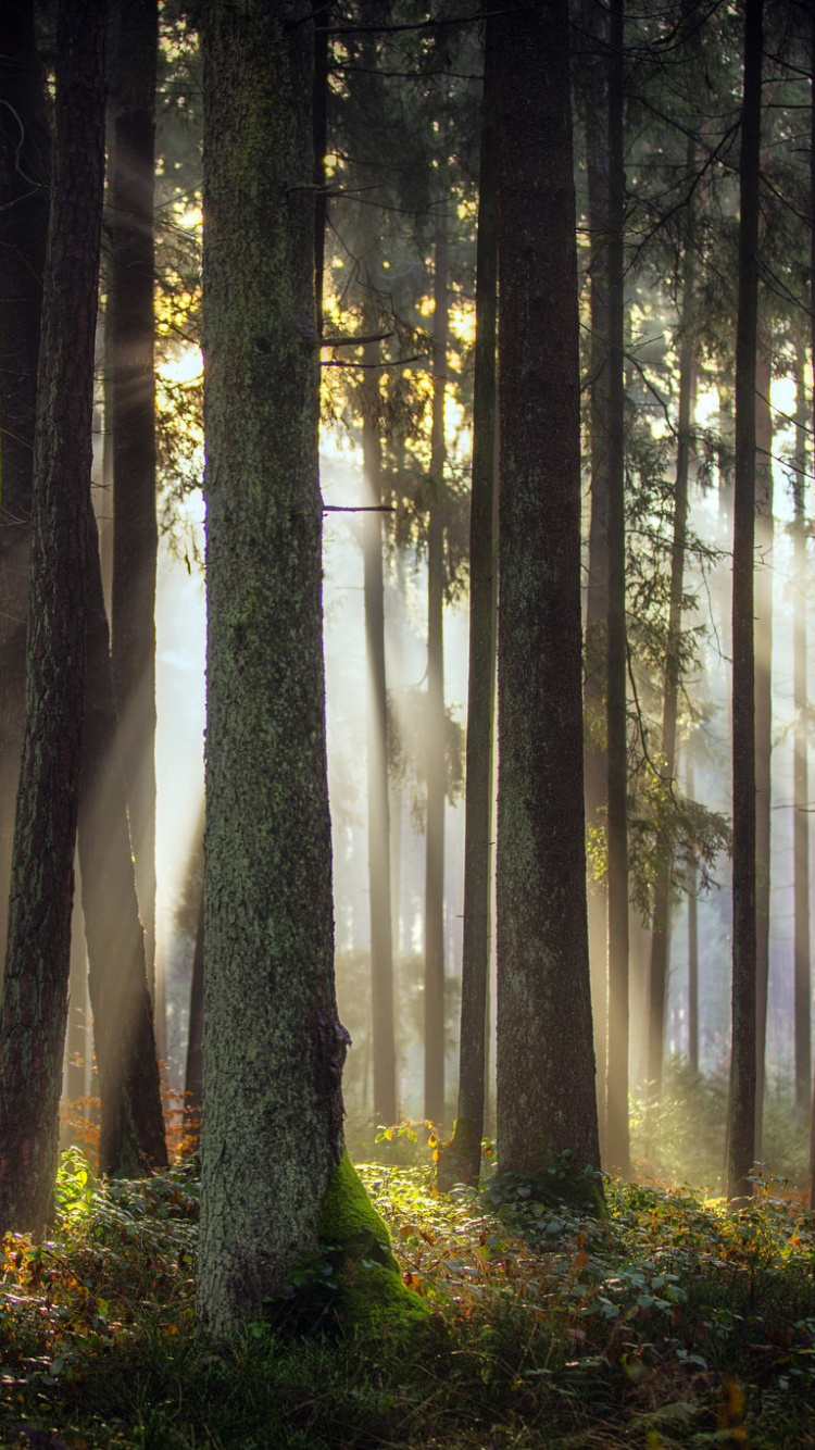 Обои природа, лес, дерево, ель, лесистая местность в разрешении 750x1334