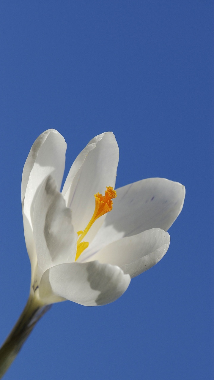 Обои стебель растения, цветковое растение, цветок, растение, лепесток в разрешении 720x1280