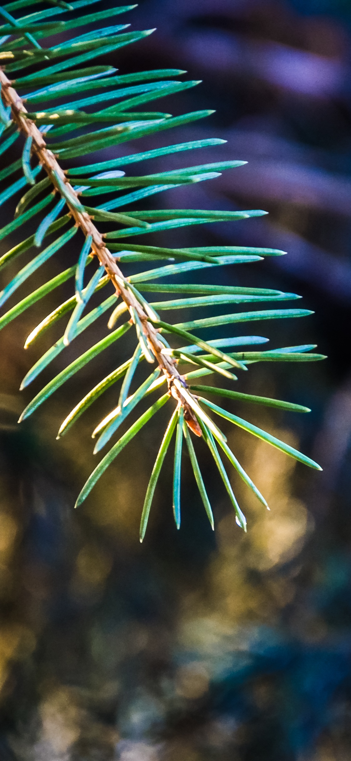 Обои ель, ветвь, дерево, природа, биом в разрешении 1125x2436