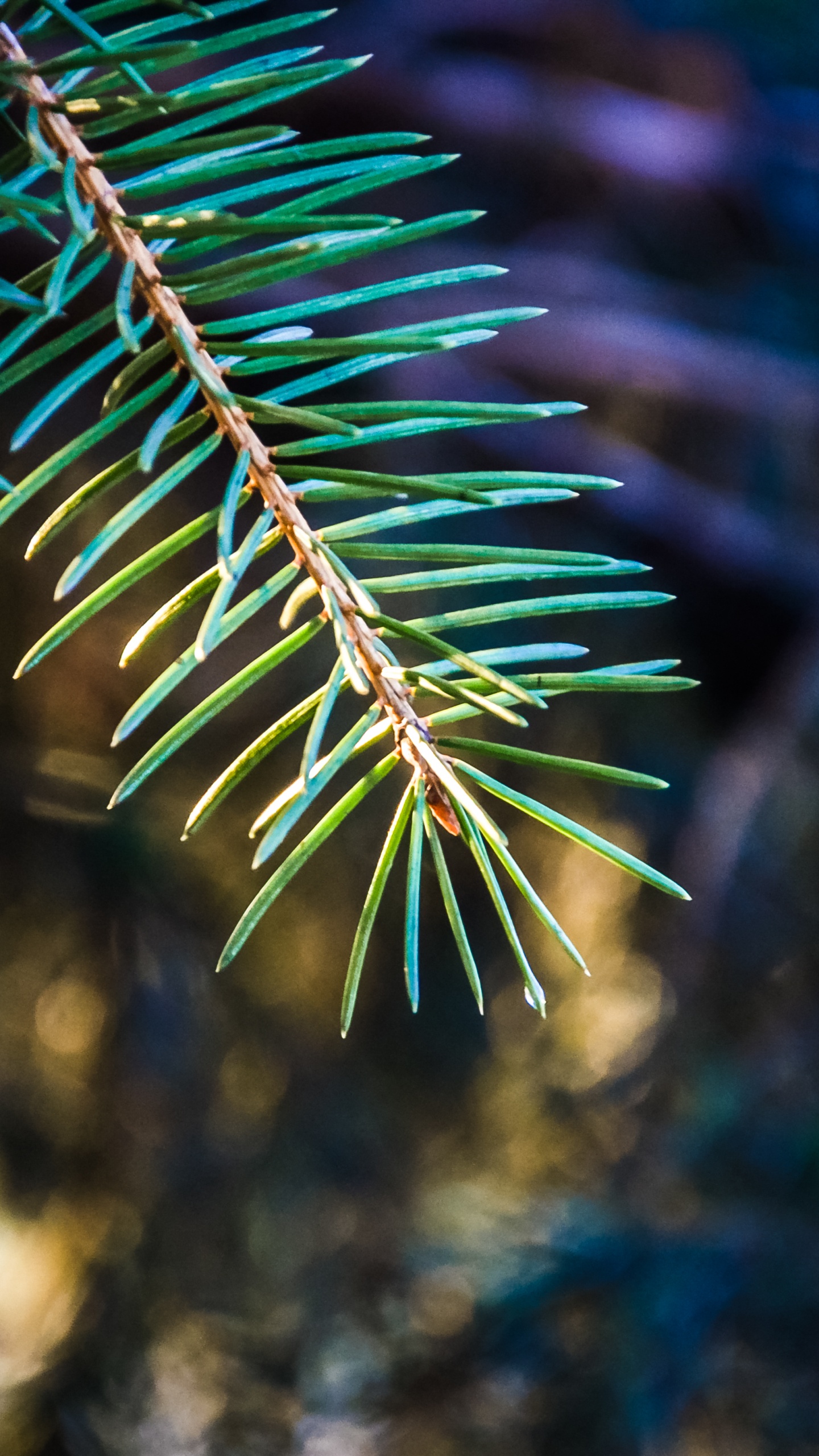 Обои ель, ветвь, дерево, природа, биом в разрешении 1440x2560