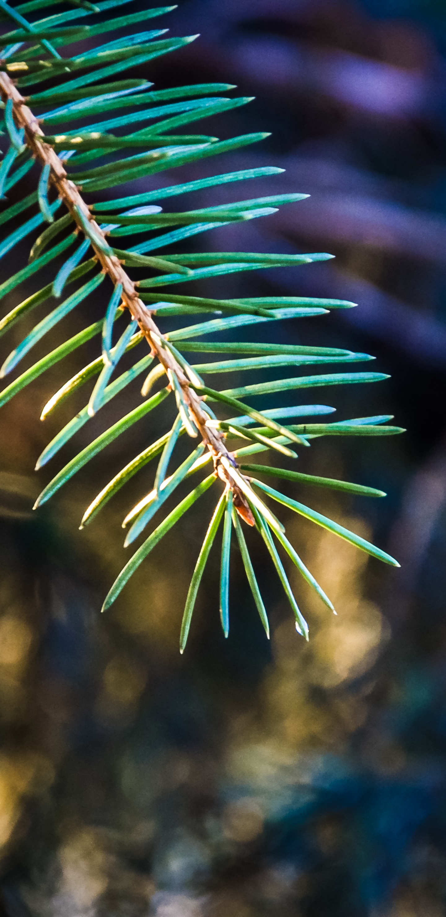 Обои ель, ветвь, дерево, природа, биом в разрешении 1440x2960