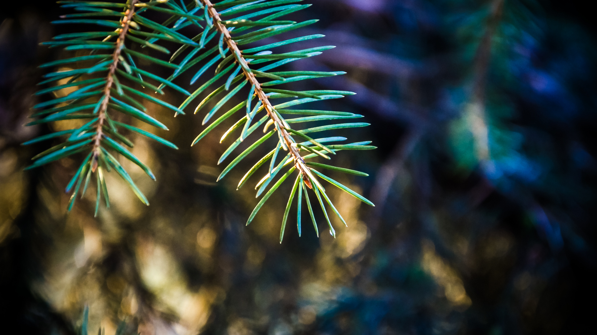 Обои ель, ветвь, дерево, природа, биом в разрешении 1920x1080